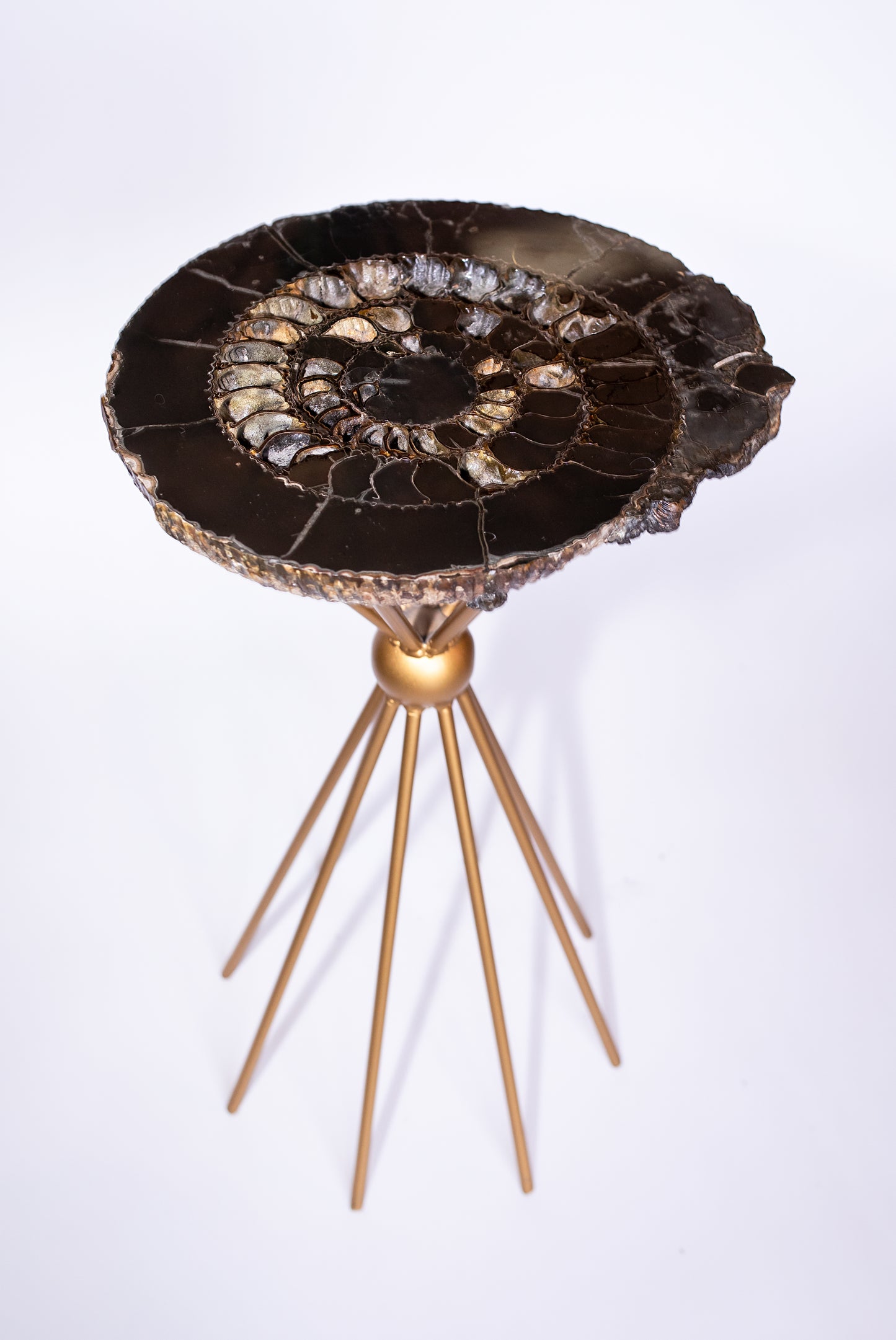 Ammonite Fossil Side Table