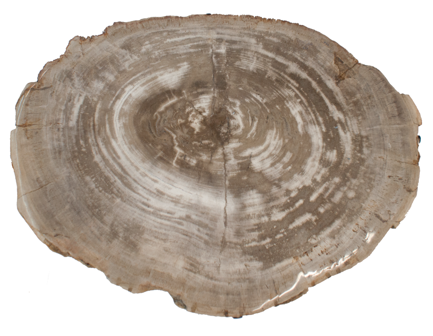 Petrified Wood Side Table w/ Iron Base
