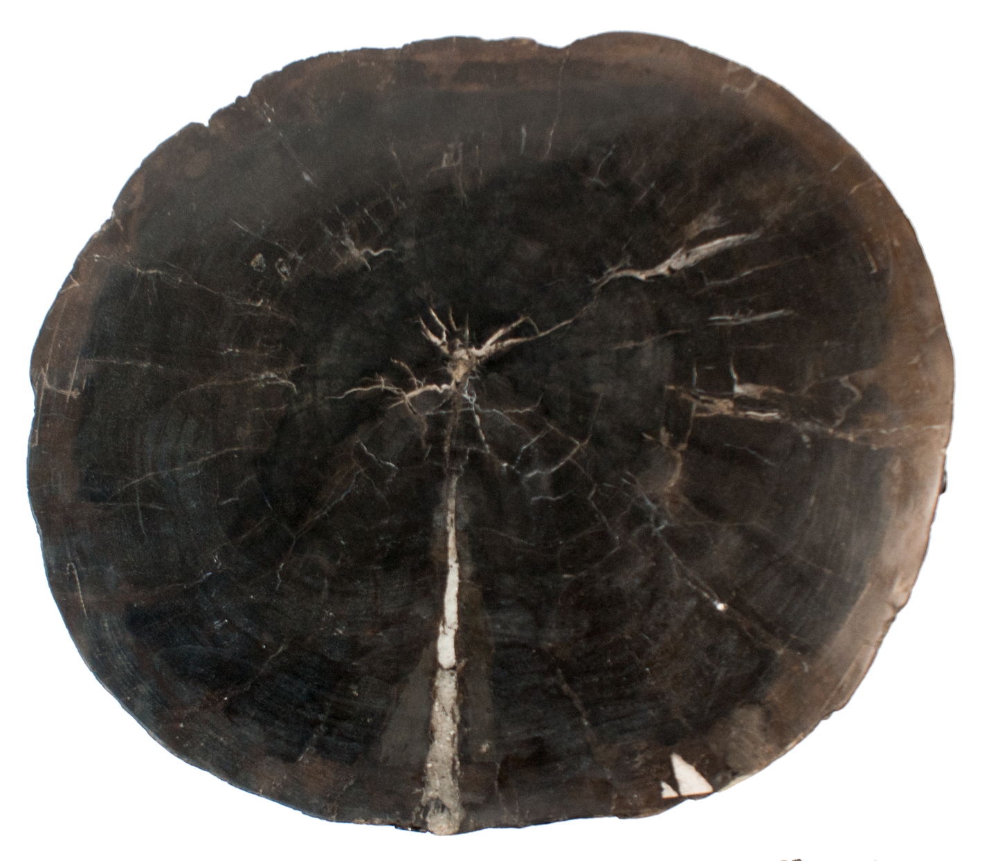 Petrified Wood Side Table w/ Iron Base